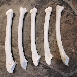 May include: Five white bones are arranged on a textured, gray surface. The bones are curved and have a smooth, polished appearance. The bones are likely from an animal, possibly a bird or small mammal.