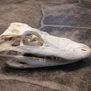 Alligator Skull For 1 From Fl. Real Alligator Skull From A 3&#39; Alligator Measures About 5 1/2&quot; Long By 2 1/2&quot; Wide With Real Teeth #1