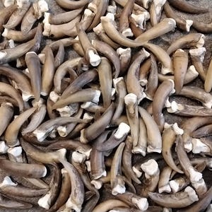 May include: A large pile of light brown animal claws. The claws are all different sizes and shapes, but they are all similar in color. The claws are arranged in a random pattern.