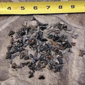 May include: A collection of fossilized shark teeth, ranging in size and shape, on a gray and brown textured surface. The teeth are a dark gray color and have a smooth, polished finish.