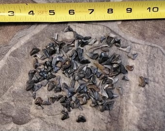 May include: A collection of fossilized shark teeth, ranging in size and shape, on a gray and brown textured surface. The teeth are a dark gray color and have a smooth, polished finish.