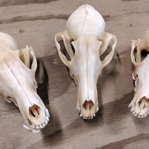 May include: Three white animal skulls, likely from a fox or coyote, are arranged in a row on a wooden surface. The skulls are clean and well-preserved, with visible teeth and eye sockets.