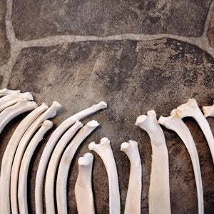 Deer Rib Bone for 2 Found While Walking in the Woods in Fl. USA #1s - Etsy