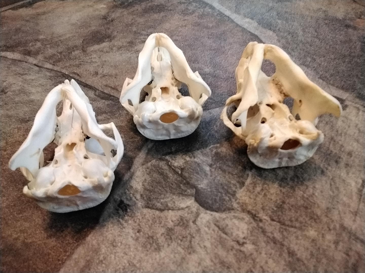 Ground Hog Woodchuck Skull Complete for 1 From Mn. - Etsy