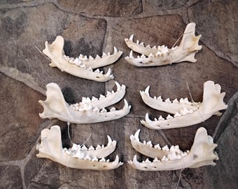 その他 VINTAGE JAW BONE CALIFORNIA FREE FORM Full Lower Coyote Jaw Bone (584-71) 9UL6 - Etsy