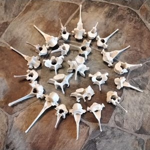 May include: A collection of twenty-two off-white animal vertebrae arranged in a circular pattern. Each bone features a central vertebral foramen and various bony processes, including spinous and transverse projections, showing natural textures.
