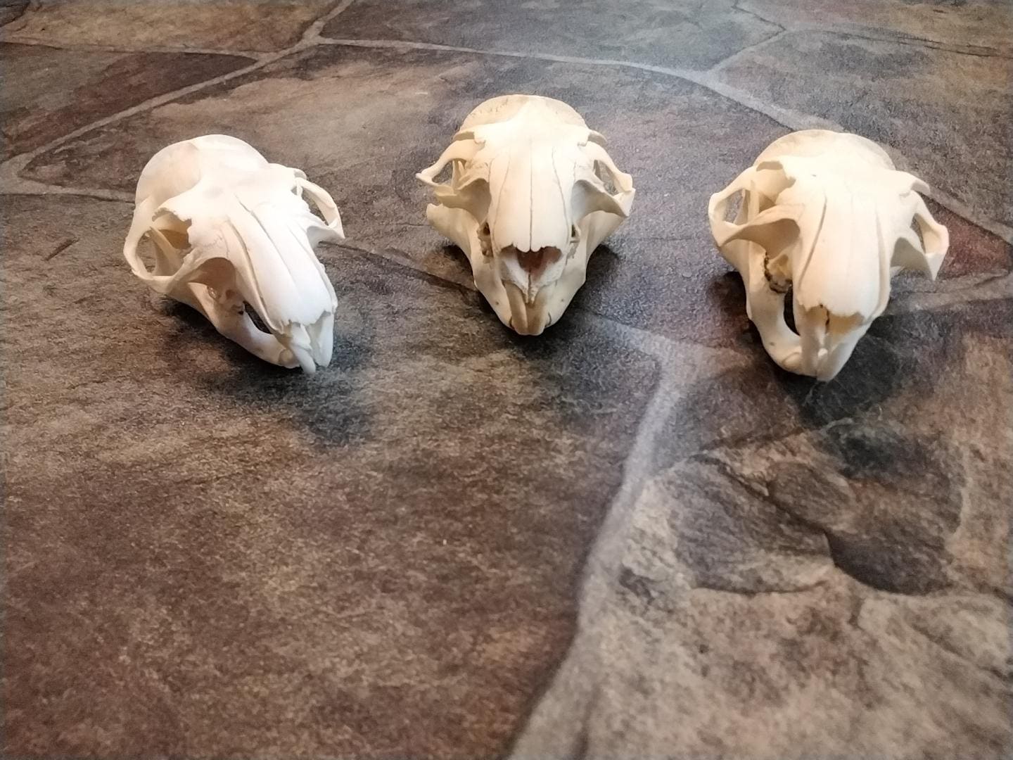 Ground Hog Woodchuck Skull Complete for 1 From Mn. - Etsy