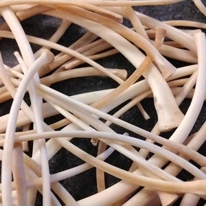 Lizard Rib Bones for 6 Jumbo - Etsy