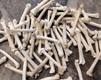 Bobcat Foot Bones For 4 Assorted Sizes