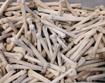 Coyote Foot Bones For 6 From Mn. USA