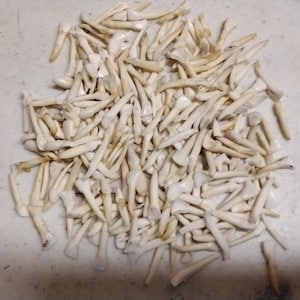 May include: A large pile of white, pointed, tooth-shaped seashells.