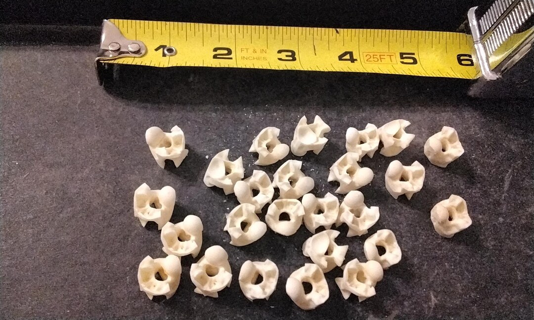 Python Snake Vertebrae Bones for 6 Wild Jumbo Size From Fla. - Etsy