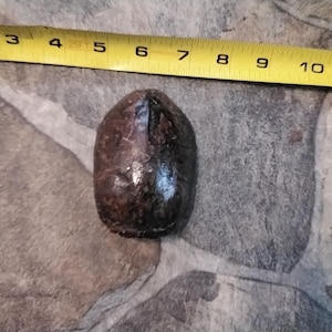 Turtle Shell Small Musk Turtle Shell 3 1/2&quot; x 2 3/4&quot; # MTS3