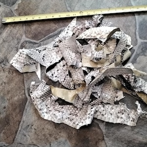 May include: A pile of snake skin pieces in shades of gray, black, and white, with a yellow measuring tape across the top. The snake skin has a scale pattern. The background is a stone-like surface.