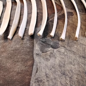 Deer Rib Bone for 2 Found While Walking in the Woods in Fl. USA #1s - Etsy