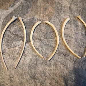 May include: Three pairs of off-white, curved, slender bones arranged in a row. Each pair consists of two separate, elongated, smooth bone segments that mirror each other in a gentle arc, displaying a natural, matte, and slightly textured surface.