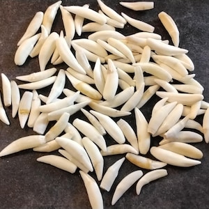 May include: A collection of approximately 50 white, tooth-shaped objects, likely animal teeth, arranged on a dark gray surface.