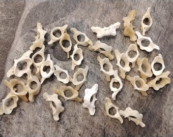 Opossum Neck Atlas Bowtie Bone For 2