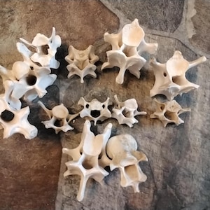 May include: A collection of eleven off-white, weathered animal vertebrae bones arranged in a cluster. Each bone features a central circular opening and multiple protruding bony processes, showing natural textures and variations in size and shape.