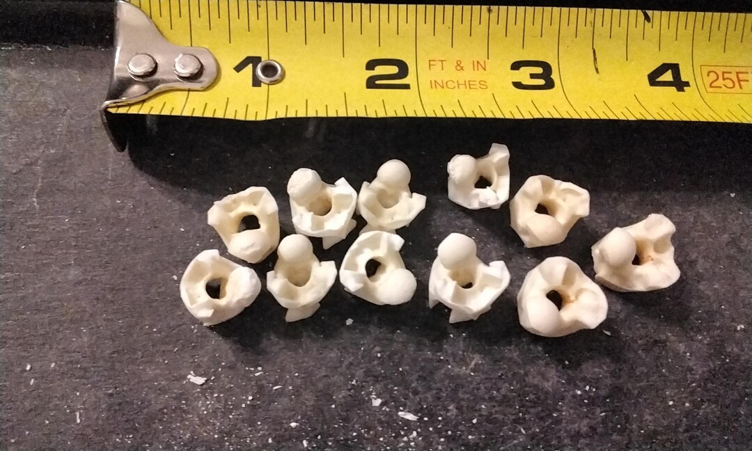 Python Vertebrae Bones for 12 Wild Large Size From Fla. - Etsy