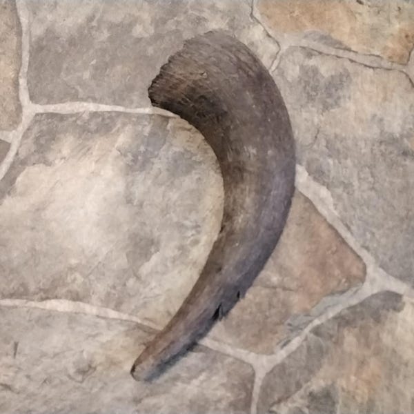 Bison Buffalo Horn Super Huge Bull Horn Cap Natural Organic From Mn. Half Horn Cap About 15" x 5 3/4"