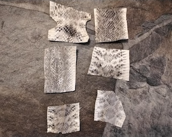 Diamondback Rattlesnake Skin Pieces For 6 Soft Tanned About 1 1/2" - 2 1/2" x 1 1/2" - 2 1/2"