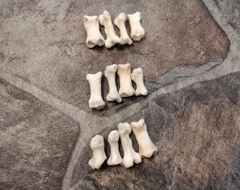 Bobcat Toe Knuckle Bone Drilled For 4 Large Fat Size 3/8" - 1"
