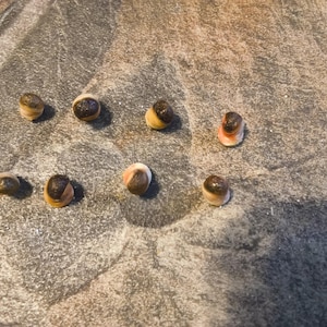 May include: Eight small, rounded sea shells arranged in a scattered pattern. Each shell features a smooth, cream-colored base with a distinct, dark brown or black circular marking on the top, resembling a small cap or lid on each shell.