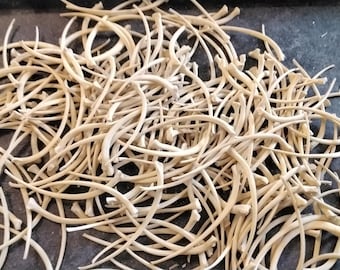 Python Rib Bones For 6 Wild Large Size From Fla. 2" - 2 5/8"