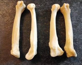 Bobcat Foot Bone For 2 Jumbo Size Drilled 2 1/8" - 3"