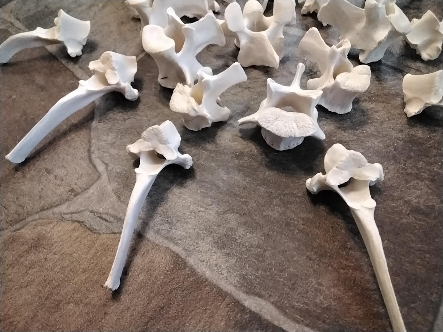 ✖ HOST PICK ✖ Deer Thoracic Vertebra Bone Crown White-tailed Deer Sternum — to know the land main image 2