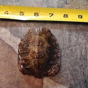 Turtle Shell Extra Small Red Ear Slider Turtle Shell 2 1/2&quot; x 1 1/2&quot;