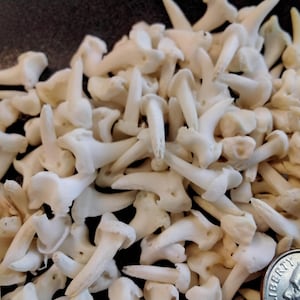 Coyote Claw Bone For 10