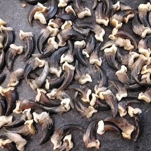 Coyote Claw For 8 From Mn. USA About 3/4&quot; - 7/8&quot; long
