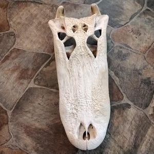 Alligator Skull Huge Size 20&quot; L x 9&quot; W x 5 12&quot; D From A 9 1/2&#39; Alligator From Fl