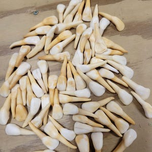 May include: A collection of numerous individual prosthetic teeth scattered across a surface. Each piece features a white, enamel-like crown section and a tapered, yellowish-tan root structure, varying in size and shape to represent different tooth types.