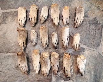 Raccoon Foot For 2 Cured . From Mn.