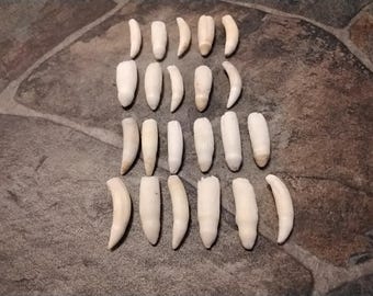 Alligator Tooth For 1 Extra Large About 1 5/8" Long From Fla.