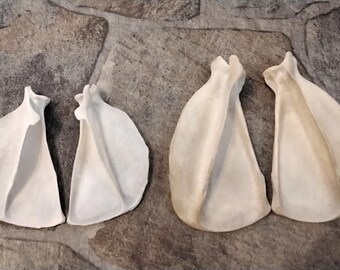 Bobcat Shoulder Blade Bones For 1 Pair