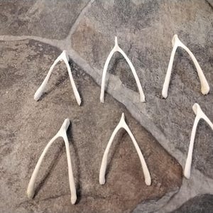 Puede incluir: Seis huesos de la suerte blancos est&aacute;n dispuestos sobre una superficie moteada gris y marr&oacute;n. Los huesos son de hueso y tienen una forma lisa y curvada. Son un s&iacute;mbolo de buena suerte y se utilizan a menudo en juegos o como decoraci&oacute;n.