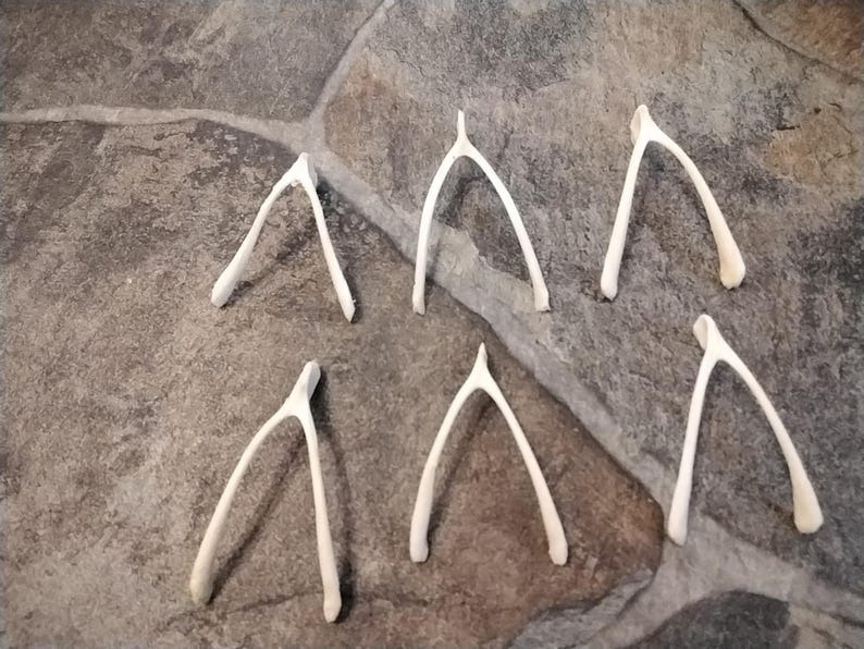 Puede incluir: Seis huesos de la suerte blancos est&aacute;n dispuestos sobre una superficie moteada gris y marr&oacute;n. Los huesos son de hueso y tienen una forma lisa y curvada. Son un s&iacute;mbolo de buena suerte y se utilizan a menudo en juegos o como decoraci&oacute;n.
