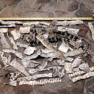 May include: Assorted pieces of snake skin in various shapes and sizes, with a measuring tape laid across the top. The skins display a range of patterns and colors, including black, white, and brown. The measuring tape shows inches.