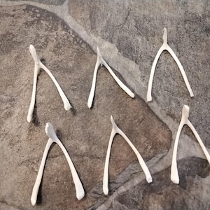 Roaster Wishbone For 1 Extra Large Roaster Wishbone From Mn.