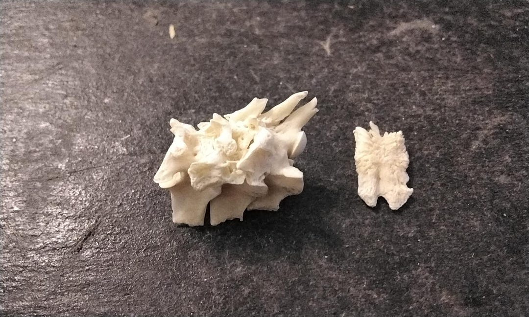 Rattlesnake Vertebrae Bones Naturally Fused for 3 and Tail Bone Xxlg - Etsy