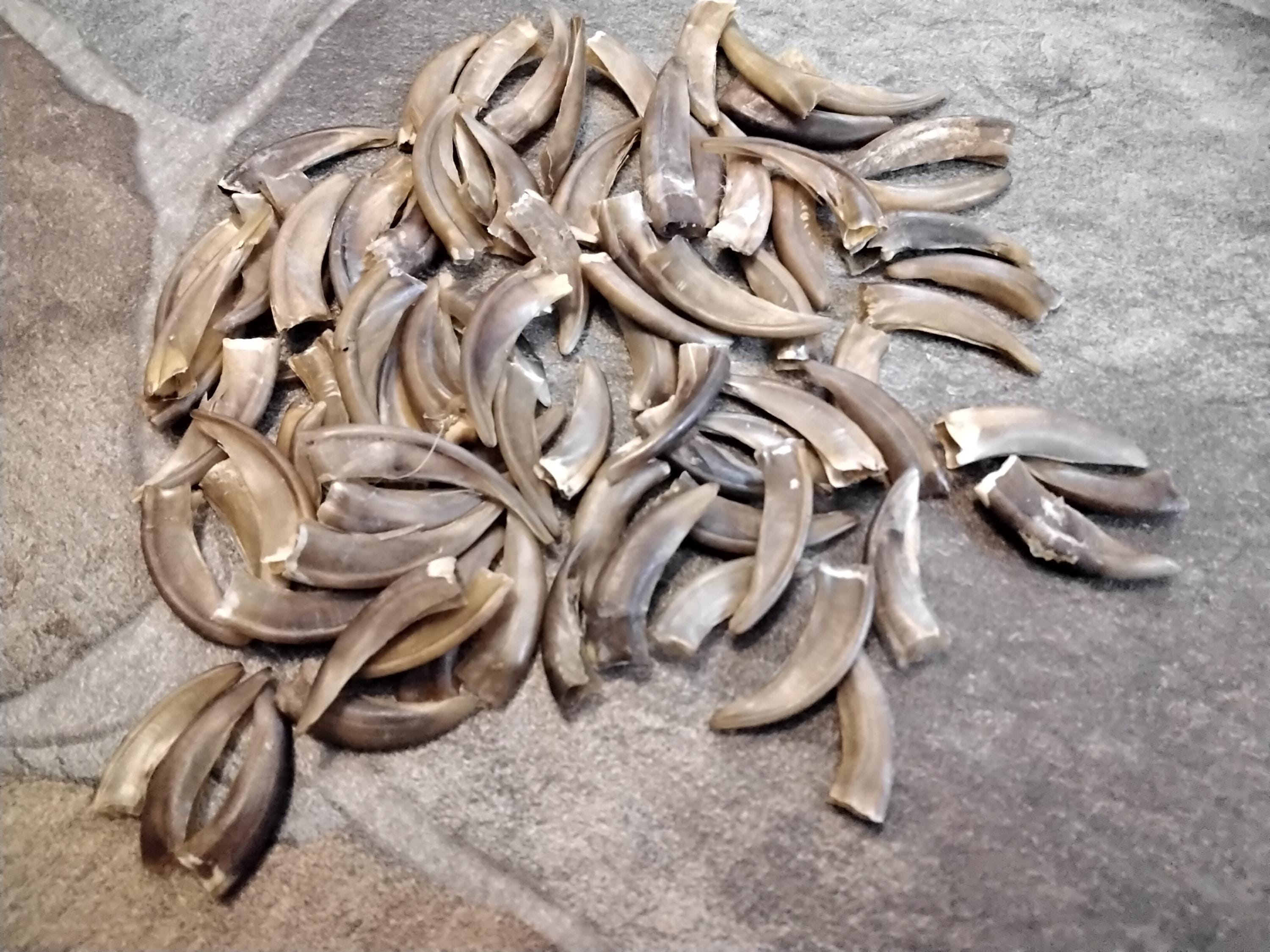 Badger Claw Hulls For 6 Lg/Ex Lg From Mn. About 1" - 1 1/2" Long I Will Not Ship This To Wisconsin