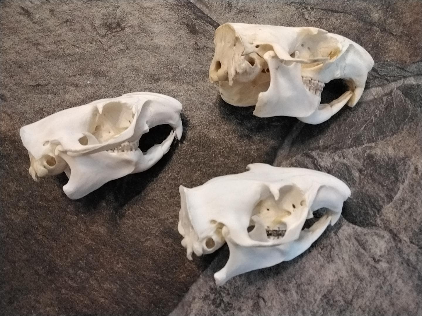 Ground Hog Woodchuck Skull Complete for 1 From Mn. - Etsy