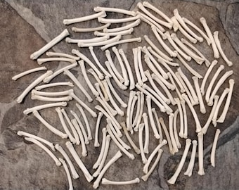 Bobcat Foot Bones For 4 Curved Ones