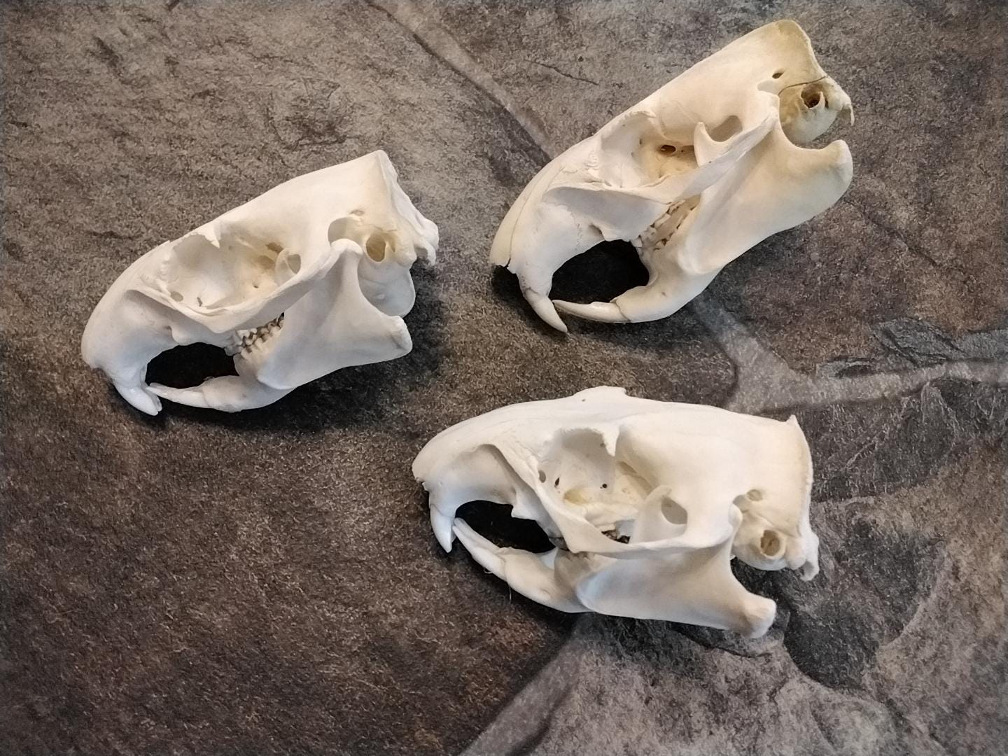 Ground Hog Woodchuck Skull Complete for 1 From Mn. - Etsy