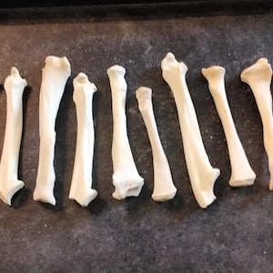 May include: A collection of eleven off-white bones, possibly animal bones, arranged in a row. The bones vary in size and shape, with some having flared ends and others being more slender. They are displayed on a dark, textured surface.