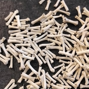 May include: A large pile of small, white, bone-like objects. The objects are arranged in a random pattern and appear to be animal bones.